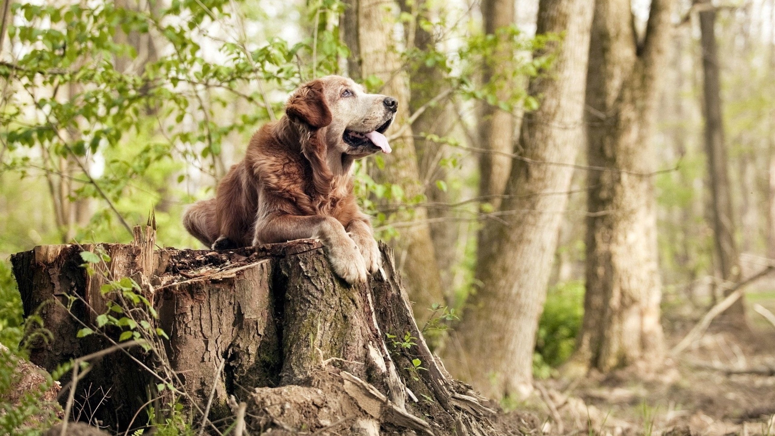 乌拉圭男足在巴黎奥运会上展示了高水平的比赛状态,乌拉圭足球拿过冠军吗