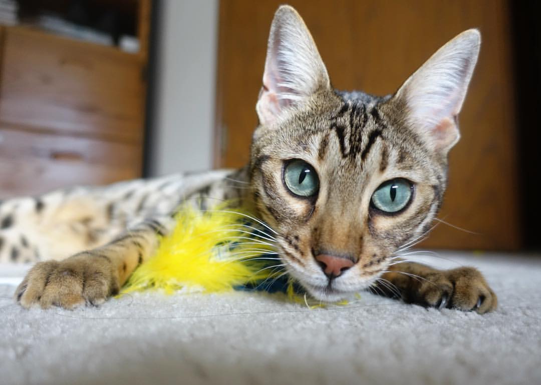 安德烈斯·特米尼奥和埃莉亚·卡纳莱斯在韩国济川世界杯混合团体赛中获得铜牌