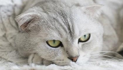 开云官方-日本NHK：塞内加尔足球在寒地创造了夏日奇迹，塞内加尔足球队厉害么