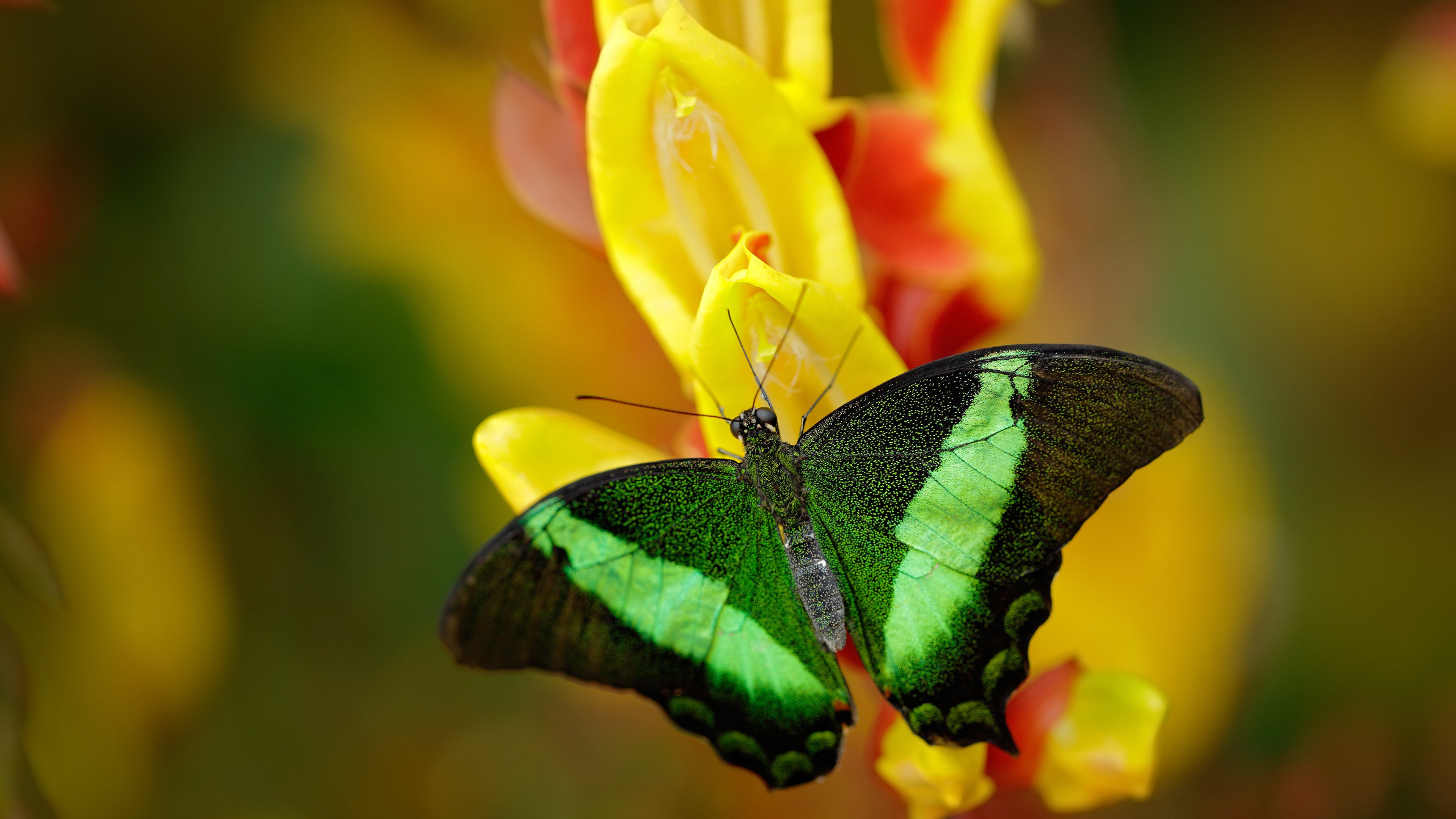 开云平台-_青少年摔跤比赛：力量美学时代_，2020年全国青少年摔跤